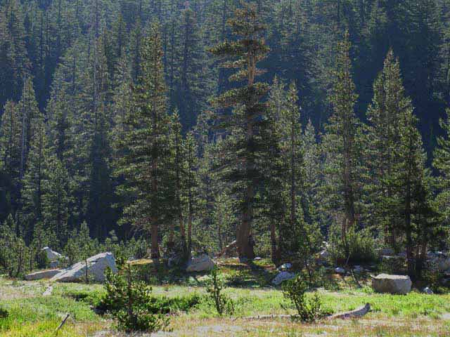 Islands of forest make great campsites in Grace Meadow, Yosemite.
