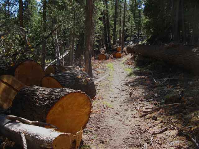 Great wind blew down trees in Virginia Canyon.
