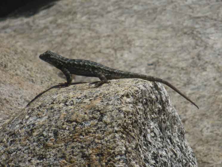 Lizard in Lower Jack Main Canyon below Wilmer Lake.
