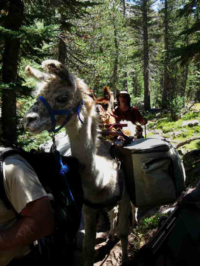 Jim Herrenson and Llamas on Pacific Crest Trail.