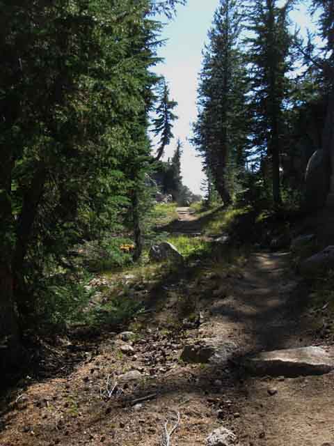 Hiking South on the Pacific Crest Trail approaching Seavy Pass.