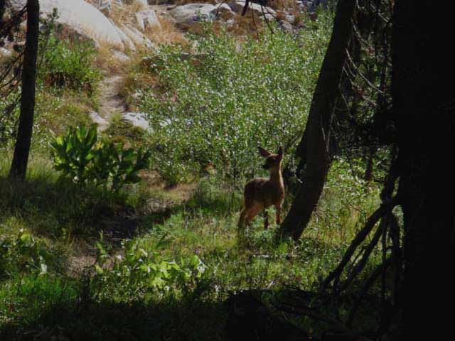Fawn looking for problems, Seavy Pass, Yosemite.