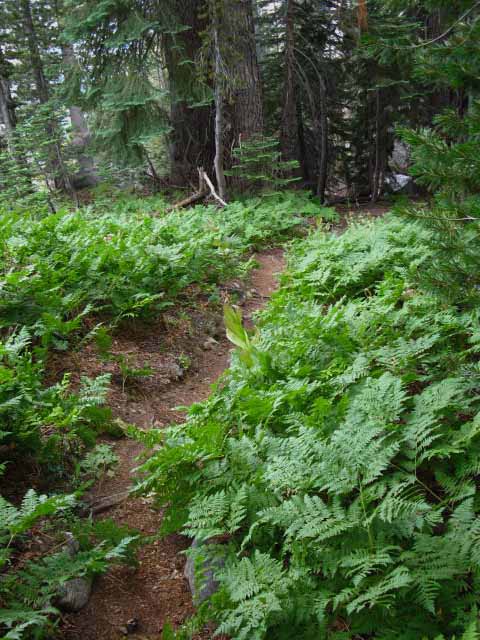 Ferns growing in high altitude temprate zone South of Seavy Pass.