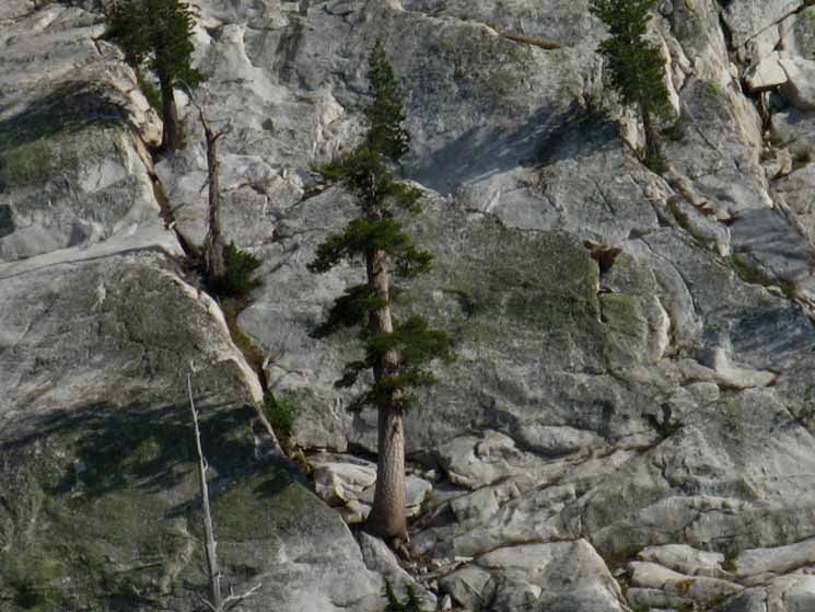Detail of tree growing on sheer granite cliff below Volunteer Peak.