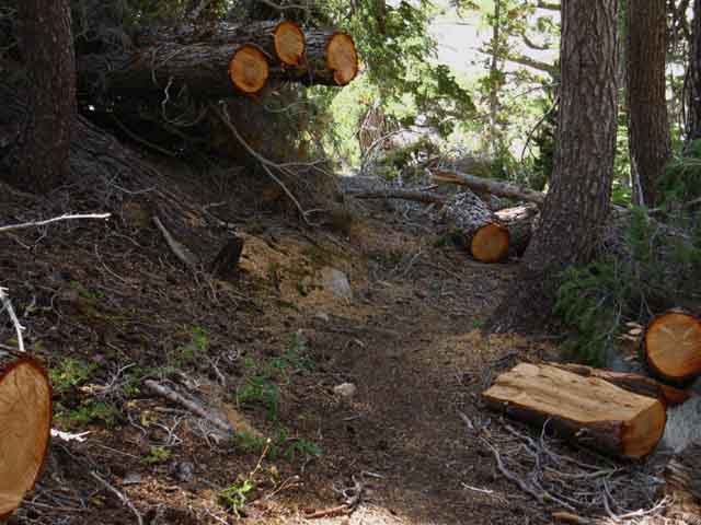 Trees downed and cut clear from the trail in Kerrick Canyon after the great wind of 2012.