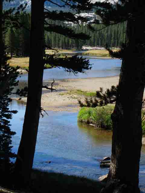 Forest, meadow, and Tuolumne River.