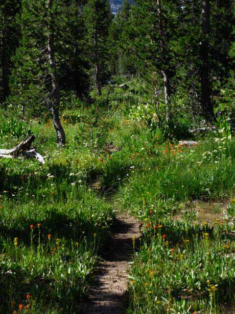 Wildflowers in Grace Meadow, Jack Main Cayon, Yosemite.