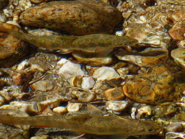 Trout fry in Wilson Creek's middle ford.