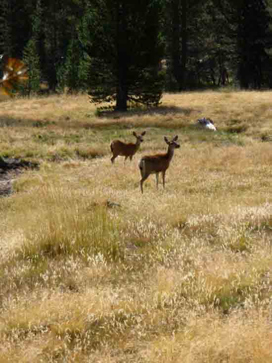 Deer observing in Upper Lyell Canyon along the John Muir Trail.