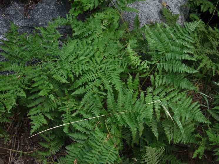 Ladyfinger ferns growing below North face of Bunnell Point.