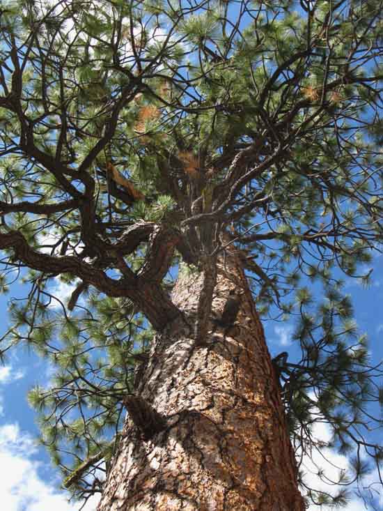 Jeffery Pine growing well below Echo Valley along the Merced River in Yosemite National Park.