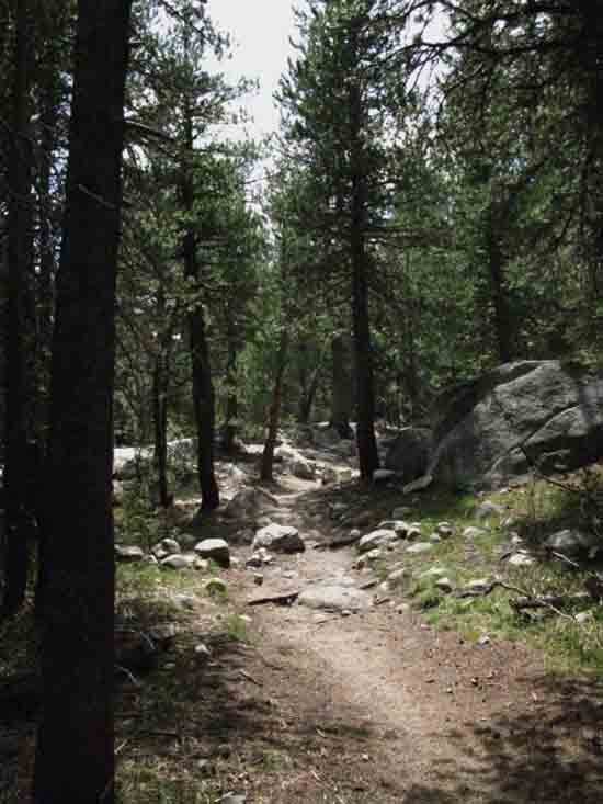 Trail through the edge of forest along the edge of Lyell Canyon's meadows.