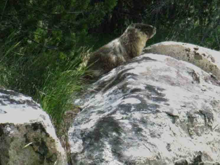A marmot in the forest area around Ireland Creek in Lyell Canyon.