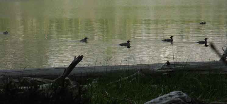 Mergansers on Merced Lake.