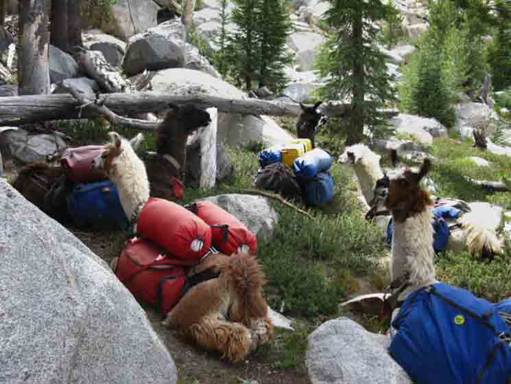 Llamas taking a break in Yosemite as they hike North on the Pacific Crest Trail.