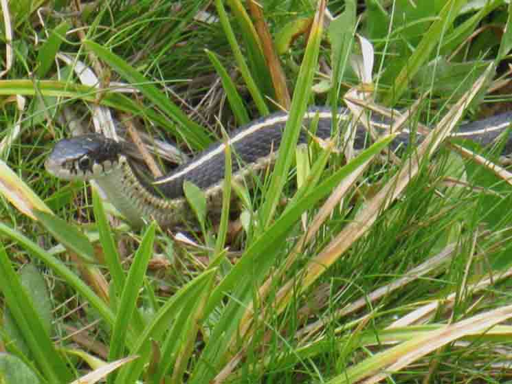 Snake in the Grass of Upper Lyell Canyon, Yosemite National Park.