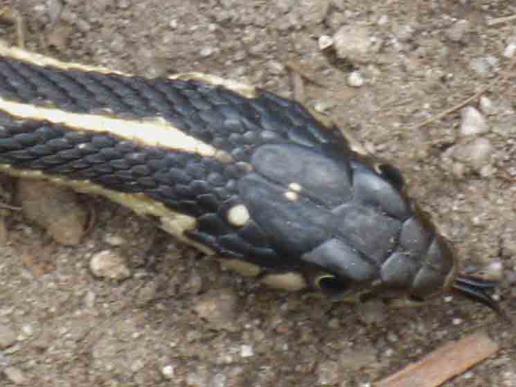 Yet another Garter Snake.