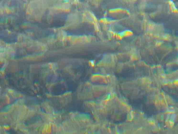 Trout fry in upper Tuolumne River in Lyell Canyon.