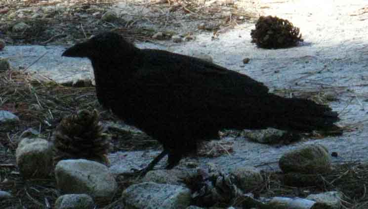 Crow at Nevada Falls.