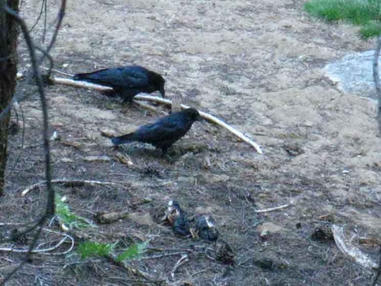 Crows working for insects in the mountains of Yosemite Wilderness.
