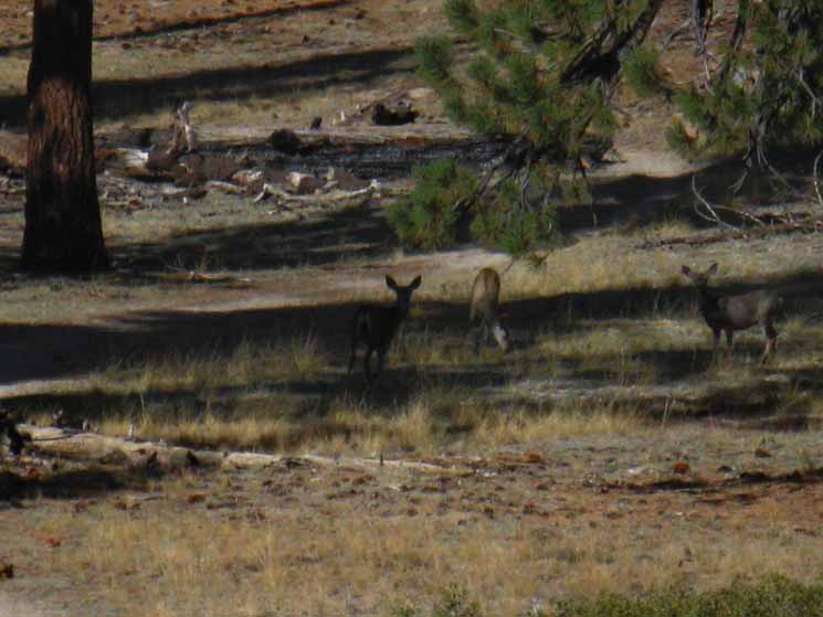 I make me known to deer along John Muir Trail in Yosemite.