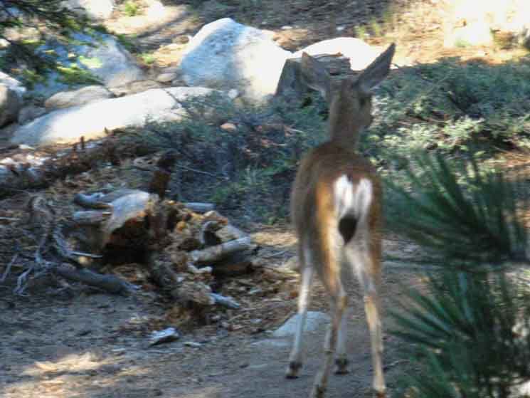 A fawn grazes past camp at lower Sunrise Creek ford, Yosemite.