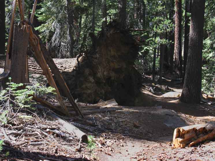 Great exposed root along John Muir Trail.