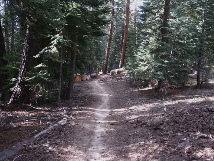 Forest below Merced Lake trail junction.