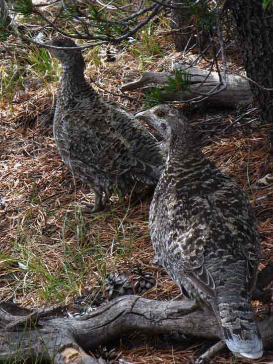 Sooty Grouse couple and I surprise each other, but nobody freaks out.