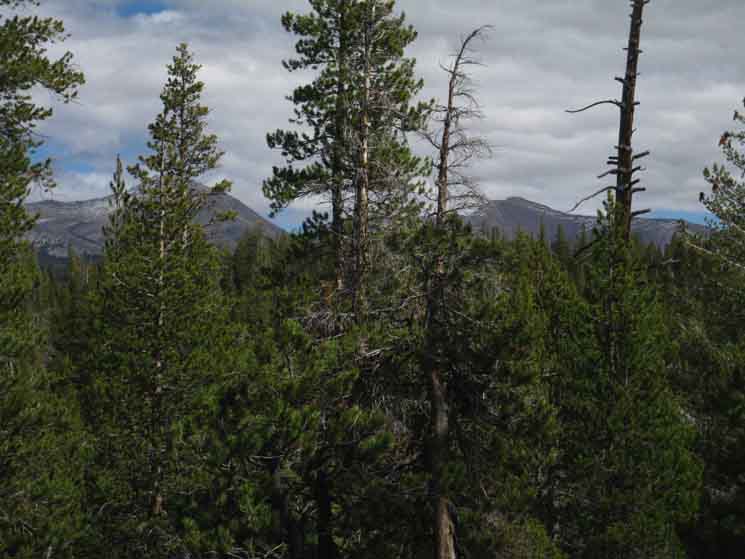 View Northeast into Hoover Wilderness.