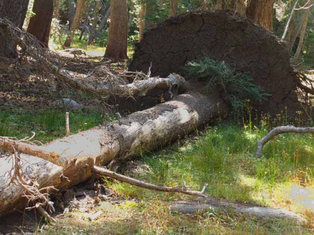 Lodgepole Down! Root Mat holding a Ring of Soil