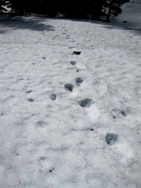 Spring Bear tracks from hibernation spot near Showers Lake, June 7, 2010