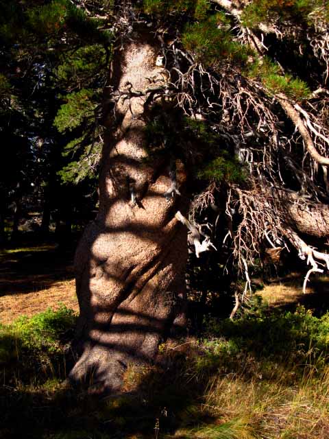 Twisted Lodgepole. Not abnormal, but extreme