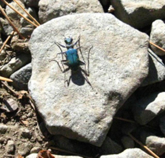 Royal Blue Beetle in Desolation Wilderness, Dicks Pass.