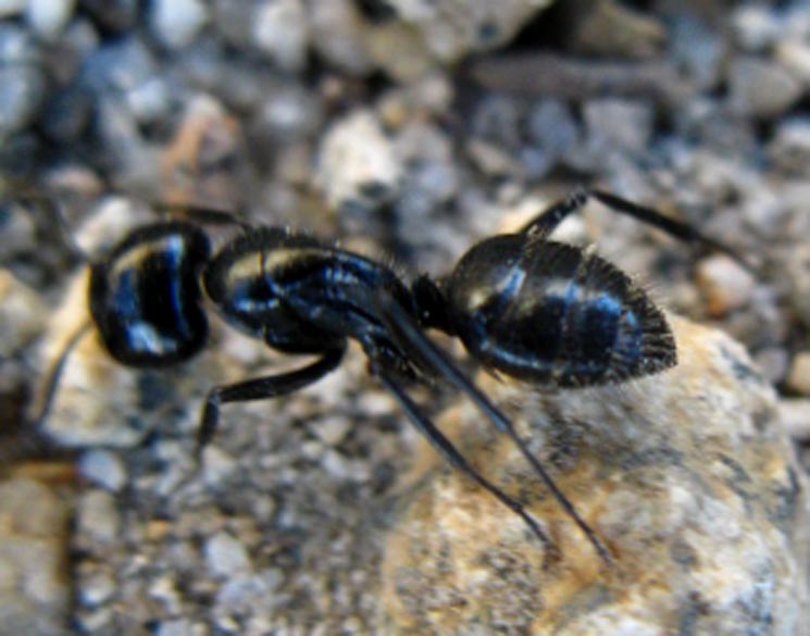 Big Black Ant.