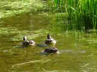 The ducks feeding above Stony Ridge Lake