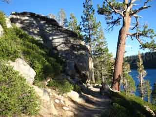 Echo Lake Trail and Tree on the PCT