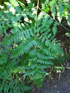 ladyfinger fern, Desolation Trail, Desolation wilderness