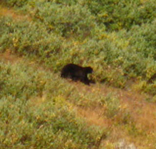 Carson Gap Bear 1
