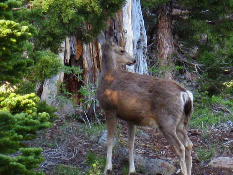 Round Lake Visitor, Deer