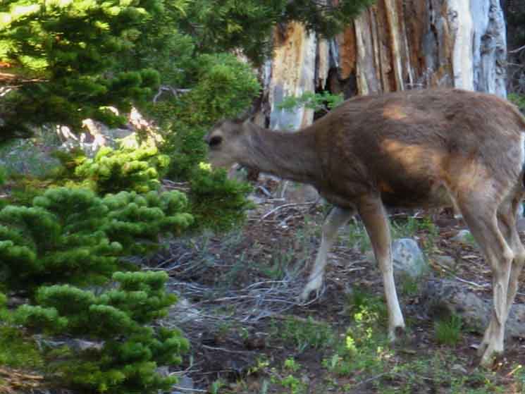 Round Lake Visitor, Deer