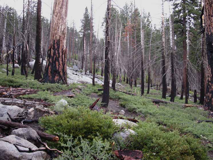Burned forest at head of Bluff