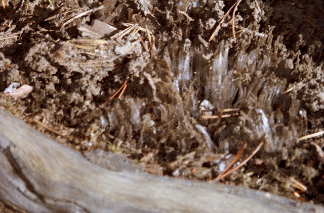 Ice Crystals break through soil
