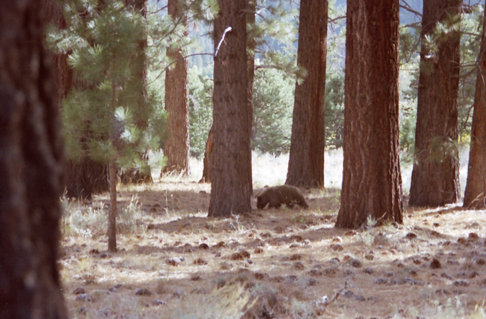 Baby Bear, Big Meadow South of Carson Falls, Fall 2002