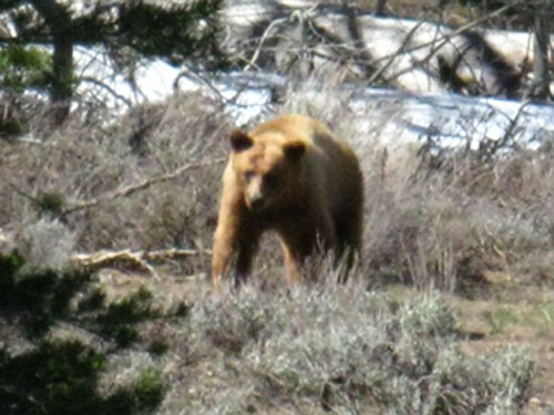 Poison Flat Bear, early Spring 2010