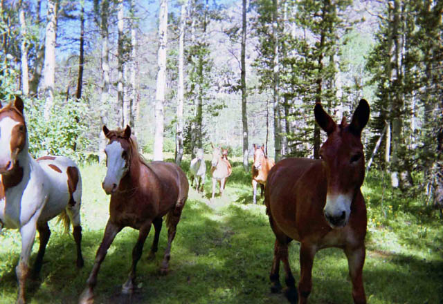 Gathering the Horses and Mules
