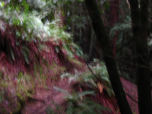 Soft trail through temperate forest  under Redwood canopy.