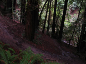 jogging trail through redwood grove